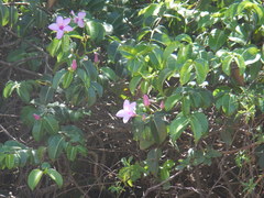 Cryptostegia madagascariensis