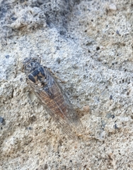 Cicadettinae