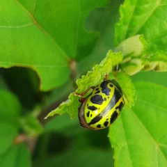 Calligrapha fulvipes