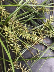 Cyperus thyrsiflorus