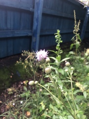 Cirsium arvense