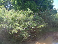 Cryptostegia madagascariensis