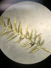 Cyperus thyrsiflorus