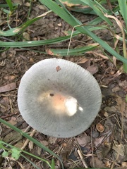 Russula