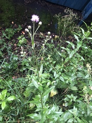 Cirsium arvense