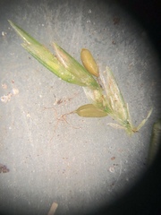 Cyperus thyrsiflorus