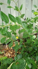 Magnoliopsida
