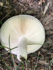 Russula