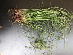 Cyperus thyrsiflorus