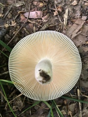 Russula