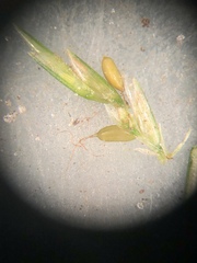 Cyperus thyrsiflorus