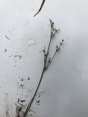 Juncus subnodulosus