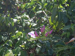 Cryptostegia madagascariensis