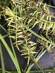 Cyperus thyrsiflorus