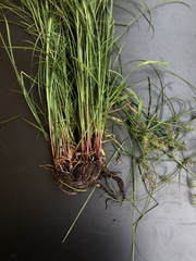 Cyperus thyrsiflorus