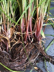 Cyperus thyrsiflorus