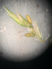 Cyperus thyrsiflorus