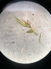 Cyperus thyrsiflorus