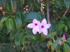 Cryptostegia madagascariensis