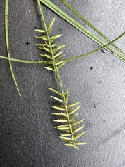Cyperus thyrsiflorus