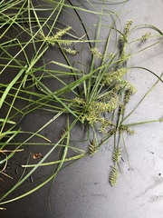 Cyperus thyrsiflorus