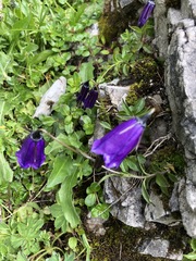 Campanula pulla