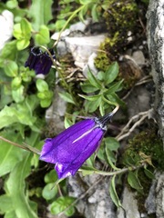 Campanula pulla