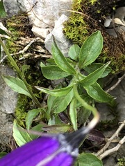 Campanula pulla
