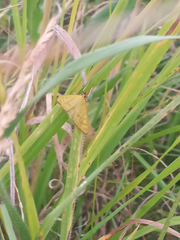 Mecyna flavalis