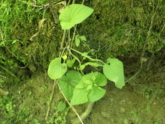 Viola collina