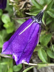 Campanula pulla