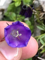 Campanula pulla