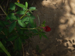 Macroptilium lathyroides