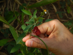 Macroptilium lathyroides