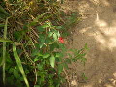 Macroptilium lathyroides