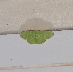 Chlorochromodes dialitha