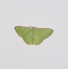 Chlorochromodes dialitha
