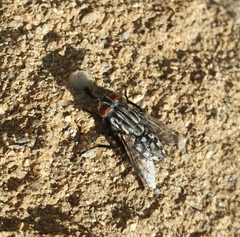 Sarcophagidae