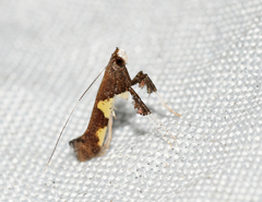 Caloptilia bimaculatella