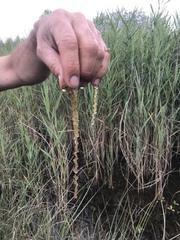 Utricularia australis