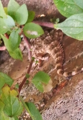 Tarentola mauritanica