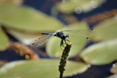 Leucorrhinia frigida