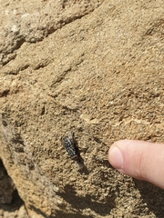 Sarcophagidae