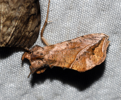 Pseudeva purpurigera