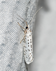 Yponomeuta multipunctella