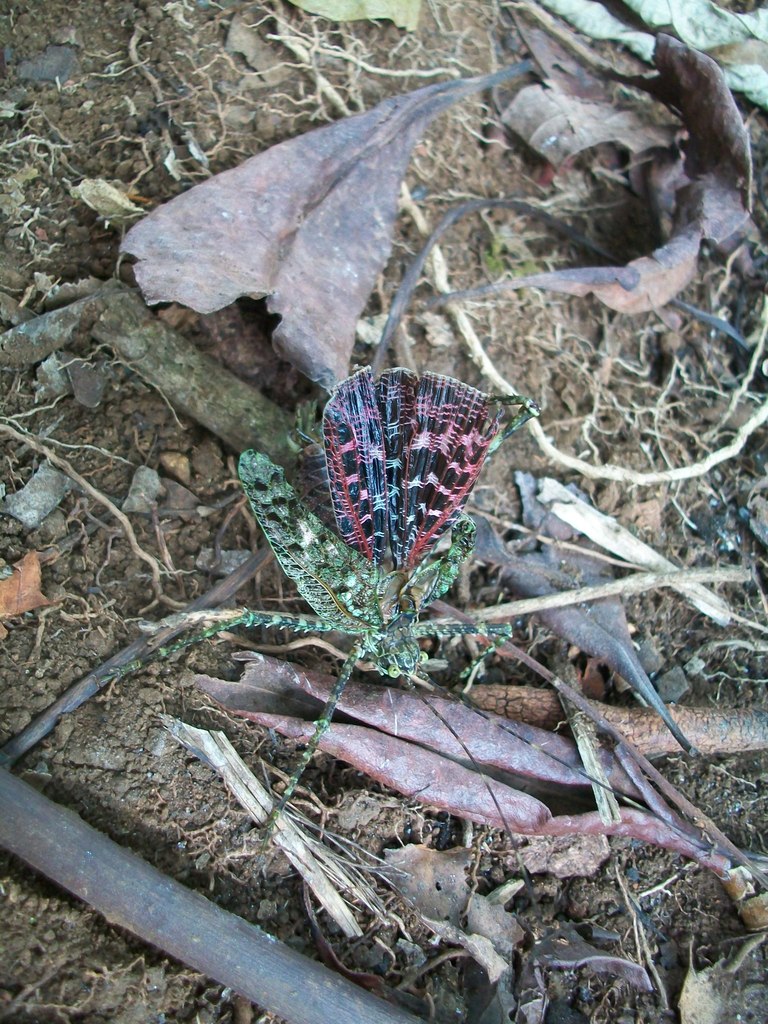 Championica repanda