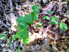 Thalictrum thalictroides