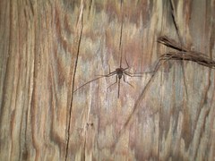 Paraphrynus raptator