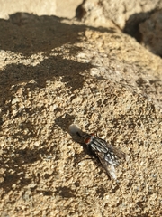 Sarcophagidae