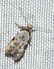 Taygete attributella